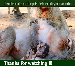 378K views · 5.1K reactions | The mother monkey rushed to protect the baby monkey, but it was too late | Daily Monkey | Facebook