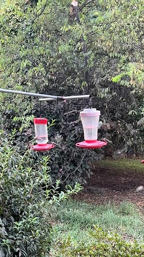 176K views · 3.9K reactions | I think it’s safe to say the fall migration has started!! About 7 more weeks until most have flown to Central America. #Hummingbirdlove #hummingbird #reel #animals #videobird #viral #bird #nature #animais | Hummingbird Love | Facebook