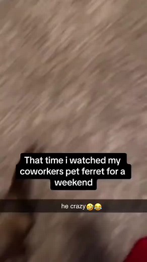 Funny Ferret Moments That'll Make You LOL