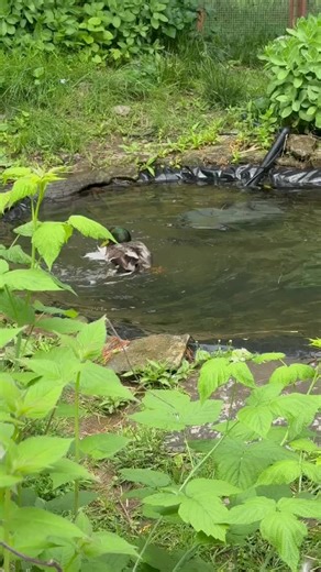 How to Unfreeze Your TikTok Account