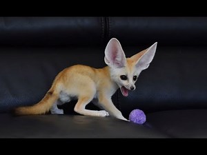 Fennec Fox's Crazy five Minutes