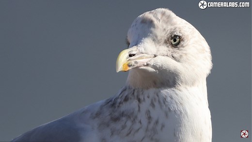 A Review of the Canon RF 100-400mm f/5.6-8 IS USM Lens | Fstoppers