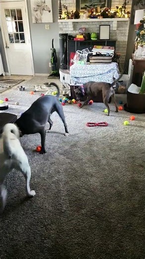 cannot fight over one ball cause there are 50....