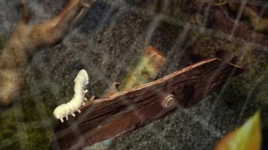 【LIVE】新型GLA CMコンテスト いいね！投票スタート！＜エントリーNo.6＞ メルセデス・ベンツとデジタルハリウッドのコラボレーション企画、新型GLAをモチーフとしたCMコンテスト。デジタルハリウッド本科3DCG映像アーティスト専攻スクール生のみなさんが7チームに別れて参加、7作品がエントリーとなりました。 本日は6作品目をご紹介いたします！ チーム名：Terry・BLAM・Jones 作品名：Latest into eyes コンセプト： 子供を連想させ、また未来に対しての可能性を表現するために最も適した存在としてイモムシをキャラクターに設定。丸くてかわいらしいフォルムの小さな生き物を登場させることで、主要な購買層の男性だけではなく女性や子供に興味を持ってもらうことができると考えました。 集まった作品はどれも学生さんらしい、自由な発想で表現された個性溢れるものばかり。みなさんのいいね！、シェア、再生回数などを基準に、SNS人気賞が決定いたします。ご覧になられた作品に是非いいね！やシェアをしてチームを応援してください！ ▽ CMコンテスト、エントリーチームの詳細はこちら htt