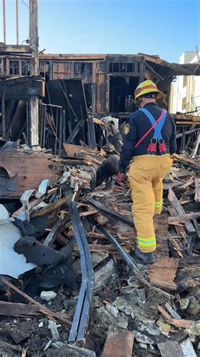 Ventura County Fire Department on Instagram: "VCFD search dog Mazie and handler Eric Darling supporting LAFD with a structure fire in North Hills. On Jan 13th, over 100 LAFD firefighters responded to an abandoned commercial structure, containing the fire to the building while protecting nearby apartment complex. Through our regional partnership, VCFD’s canine search team was deployed to support search operations in the footprint of the commercial building. VCFD’s Canine Search Specialist Eric Da