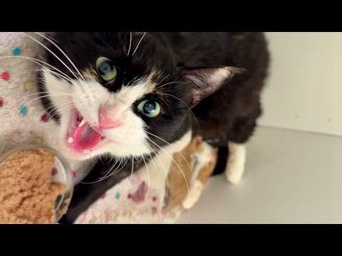 Smudge gives birth for the last time - part 1 - April 9, 2026