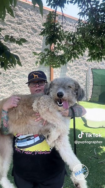 Adorable Himalayan Fur Goblin Dog Available for Adoption in Nashville, TN