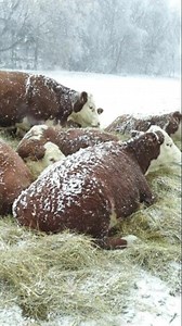 Snowy days, warm hearts, and happy cows ❄️🐄💛 This is what peace looks like. | Farmer Life