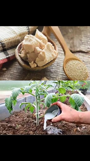 1.1K views | Astuces pour un arrosage efficace des tomates  https://jardinruse.com/comment-arroser-les-tomates-avec-une-solution-naturelle-et-efficace/ | Pour tous les passionnés de jardinage | Facebook
