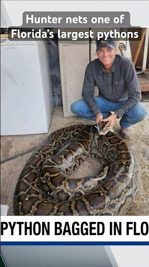 A hunter recently netted one of Florida’s largest pythons in the Everglades.