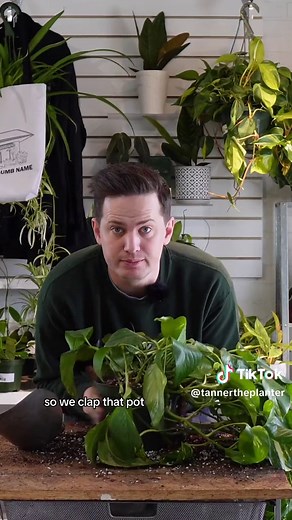 How to Repot Golden Pothos for Maximum Growth