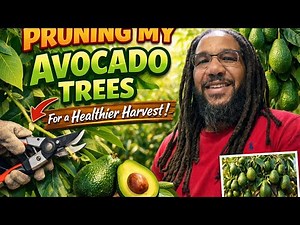 Pruning My Avocado Trees for a Healthier Harvest