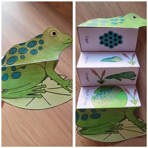 Frog Life Cycle Foldable Template, Kids' Science Craft, A4 and 11x8.5 In, Digital Download, Cut and Paste, Foldable Template - Etsy UK