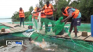19K views · 231 reactions | L'élevage de poissons en cage etait...