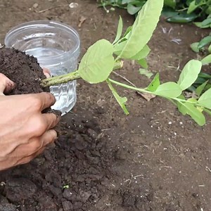 Creative idea to rooting plant | Grafting Examples