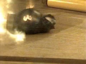 Pellet Hitting Shotgun Shell in Slow Motion