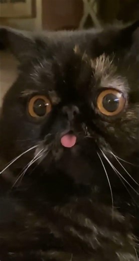 These Cat are NOT Normal 😭 Funny Cats Compilation #shorts