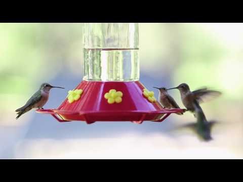 Springerville, Arizona - Gateway to the White Mountains of Northeast Arizona #2