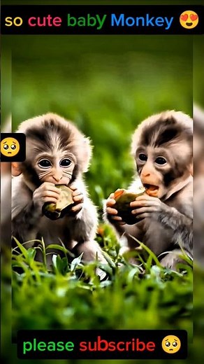 Baby Monkeys Sharing Love – Cutest Kiss Ever Captured