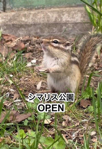 天狗山シマリス公園の魅力と訪問ガイド