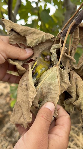 1.4M views · 20K reactions | Absolutely terrifying! ️ #sound #birds #turkey #reels | Birds Black | Facebook