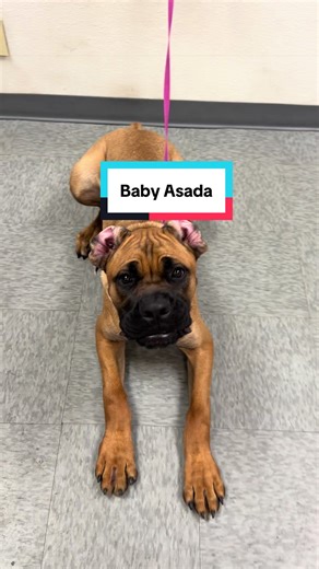 Baby Carne Asada Corso #canecorsoitaliano #corso #bullybreeds #mastiff #doggrooming