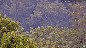GREAT EGRET FUN FACTS Description Large, long-necked, and white, with yellow bill, black legs. In Florida, "Great White Heron" (white form of Great Blue) is larger with pale legs. Cattle Egret is much smaller, with much shorter bill and legs. Habitat Marshes, ponds, shores, mud flats. Usually forages in rather open situations, as along edges of lakes, large marshes, shallow coastal lagoons and estuaries; also, along rivers in wooded country. Usually nests in trees or shrubs near water, sometimes