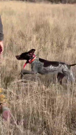 Best pheasant hunting partner