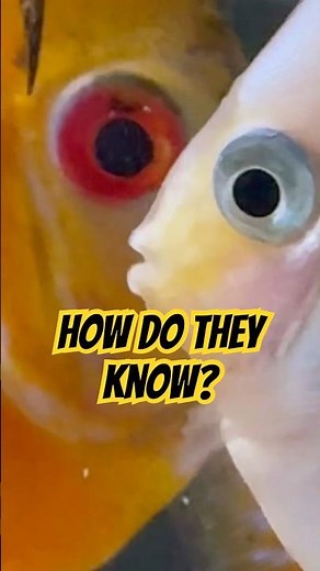 Discus Fish 🐟 Are They Gonna Know? #shorts #aquarium