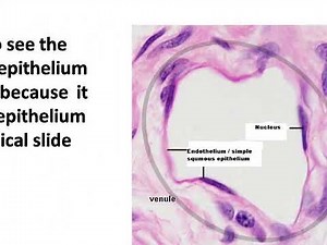 Simple squamous epithelium endothelium endocardium mesothelium