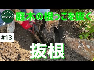 Removing Stumps from the Garden｜Working with a Shovel to Remove Tree Roots｜Japanese Garden