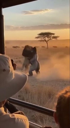 Gorilla vs Lion — Epic Wildlife Standoff in the African Savanna #gorilla #wildlife #animals #lion