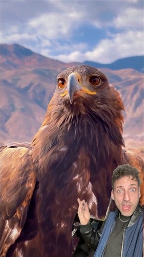 The Golden Eagle is the perfect hunter