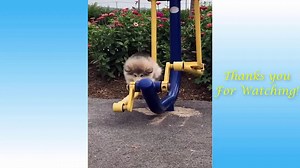 Cute Pets And Funny Animals Clips