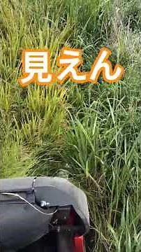 Nerve-wracking rice harvesting along the ridge with my new combine. DR472