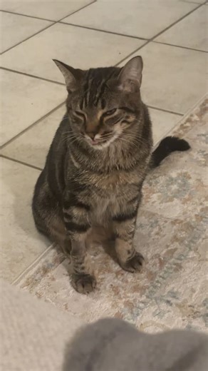 No teeth, no thoughts. #toothlesscat #specialneedscat #funnycat #catlovers