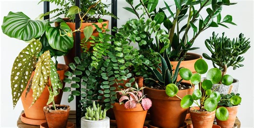 36 best indoor plants that will liven up any room