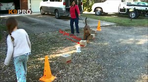 1.7K views · 29 reactions | Herzhund Drift at under a year old working on Nosework. At K9Pro we offer expert coaching and training in Scent Detection, Noseworks, Tracking and all odour work. We specialise in drive development, odour imprinting, indication styles and alerts. | K9 Pro - The K9 Professionals | Facebook