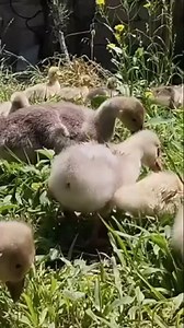 1.8K reactions · 72 comments | الزوج ب 12 الف #يوميات_مزرعة_قائم_الخير #محافضةالانبار_قضاءالقائم | مزرعة قائم الخير | Facebook