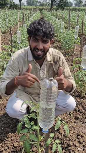 Tamatar ke Ped me Pani Dene ka Desi Jugad | Plastic Bottle Drip Irrigation Hack 🌱💧