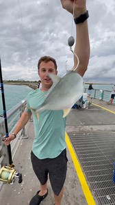 MASSIVE Fish eats this Bait! #massive #grouper #pier #bait #fishing | Ryan Iz Fishing