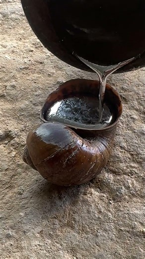 Pouring liquid metal into this shell is deeply satisfying #shorts #metalpouring #diy