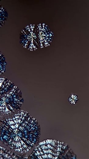 A repeated pulsating pattern is seen at the center of these crystallizing spherulites.