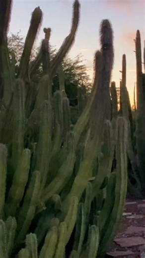🌵✨ This desert walk feels calm, warm, and inspiring ✨🌵