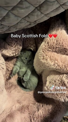 Discover Adorable Baby Scottish Fold Kittens