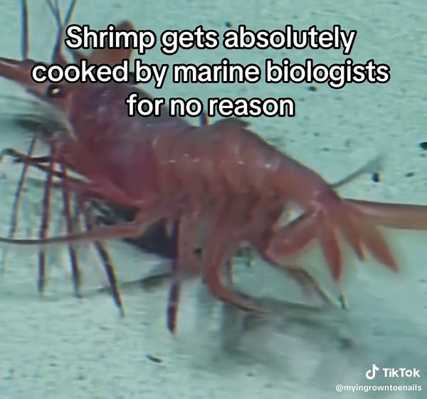 Hilarious Marine Biologist Roasts Huge Shrimp - Funny Meme