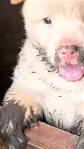 The 5-Minute Puppy Play Hack for Happy Owners