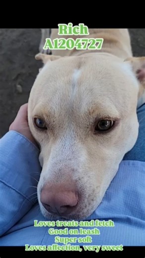 3.1K views · 110 reactions | RICH (1204727) 2 years old, 50 pounds,...