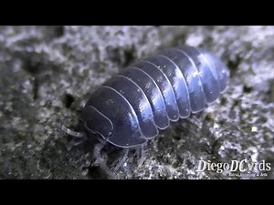 Armadillidium vulgare - pill-bug (Oniscidea - Armadillidiidae) tatu-bola