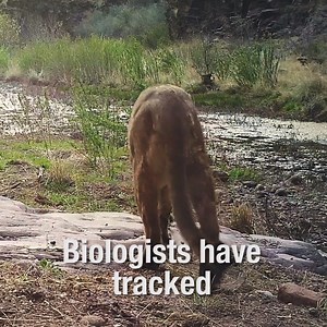 40K views · 1.3K reactions | Airing this week on Texas Parks and Wildlife: The Lions of West Texas are mysterious, elusive and secretive. Watch on your local public television broadcast station or Texas Parks and Wildlife youtube. See this story and more at bit.ly/MustSeeTxTV | Texas Parks and Wildlife | Facebook